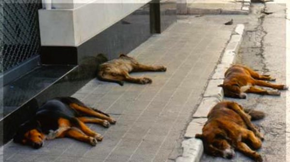 Джамбазки: Крадат се парите за бездомните кучета