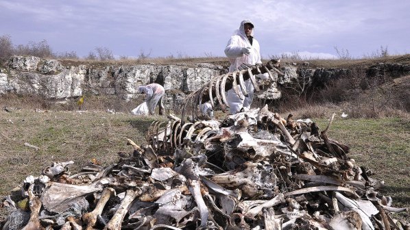 Край село Дражево откриха кости на 40 коне и магарета