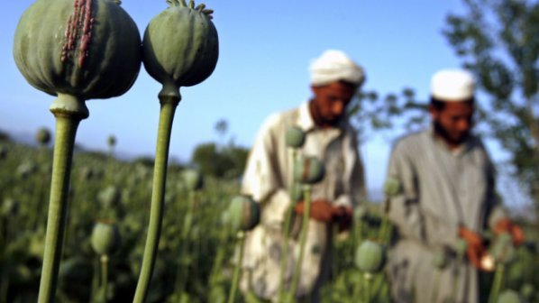 Опиумът е новото злато на Афганистан