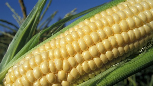 Полша забранява генетично модифицираната царевица
