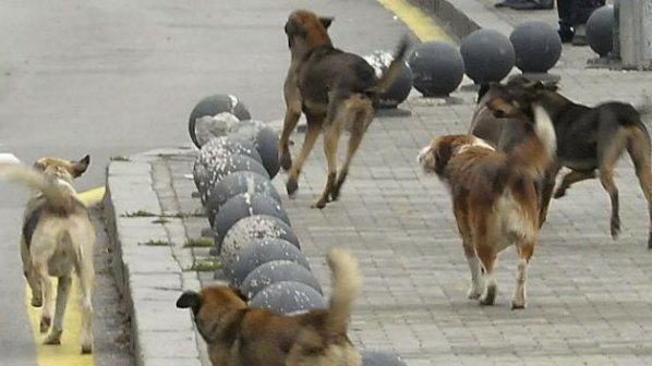 35% от уличните кучета били от строежи