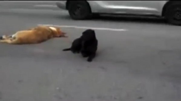 Лабрадор пази прегазено куче (видео)