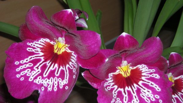 Кръстиха орхидея на австралийския премиер Джулия Гилард