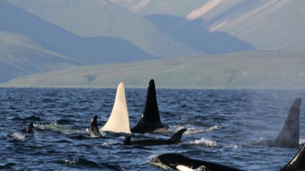 Уникален бял кит откриха край Камчатка (видео)