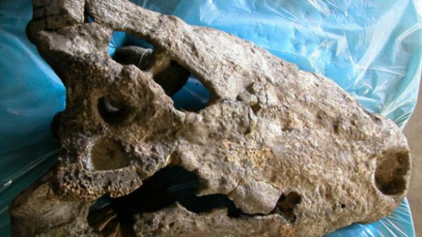 Откриха най-големият праисторически крокодил