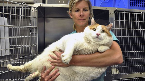 Почина най – дебелата котка в САЩ
