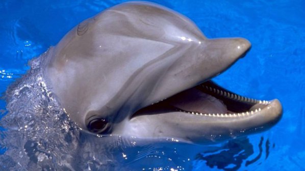 Скоро комуникацията с делфините ще е напълно възможна