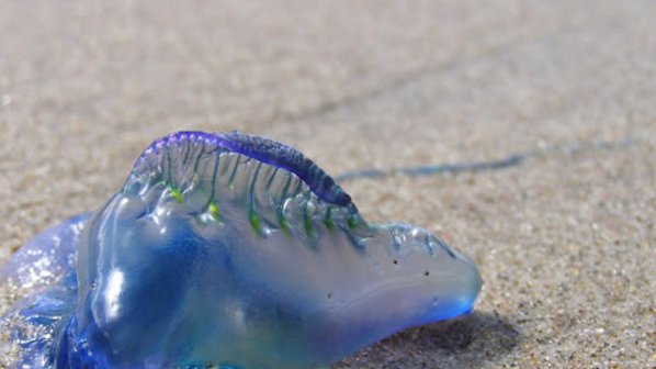Смъртоносни медузи налазиха Пукет