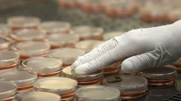 Конфискуваха над 1700 тона генномодифицирана соя в Италия