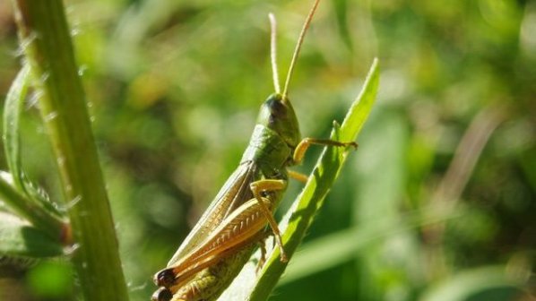 Марокански насекоми нападнаха Югоизточна България