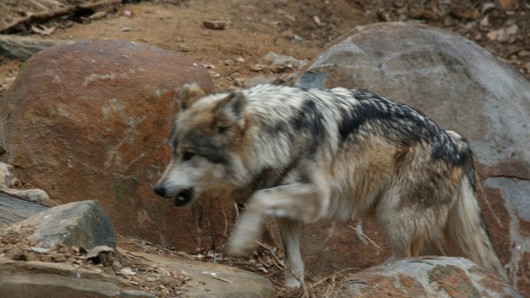 Вълци убиха работничка в шведска зоологическа градина