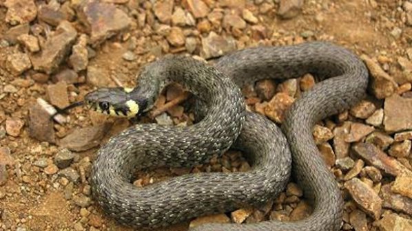 Извадиха змии от мазе в Алфатар