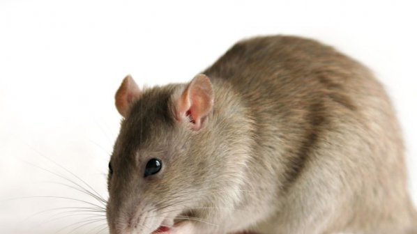 Наркомани отвлякоха мишки за 10 000 долара