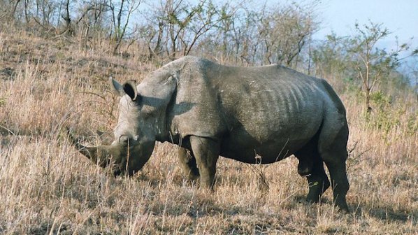 Пореден абсурд застрашава популацията на носорозите