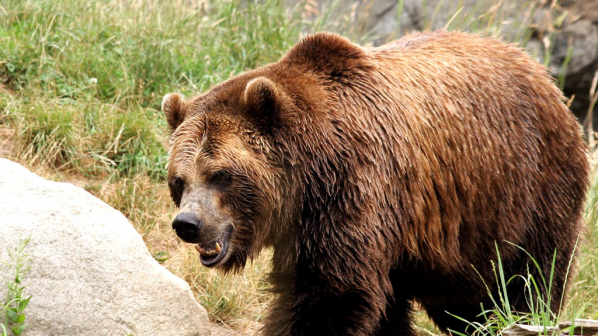Гладни мечки нападат туристите в Родопите