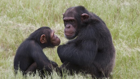 ЮАР: Спасиха маймуни от екзекуция