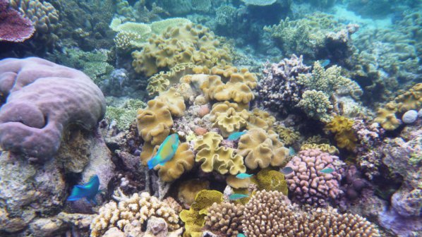 Кораловите рифове изчезват