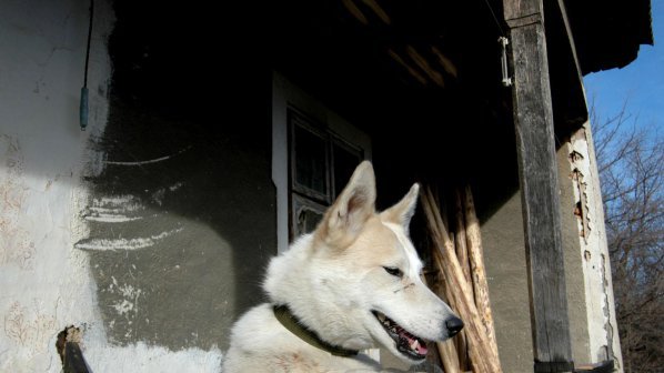 Общинско сдружение иска регионални приюти за бездомни кучета