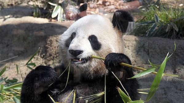 Почина бебето панда в Токийския зоопарк