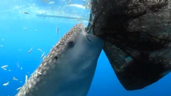 Акула краде риба от рибарска мрежа (видео)