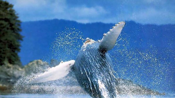 Еколозите се безпокоят за гърбатите китове в Австралия