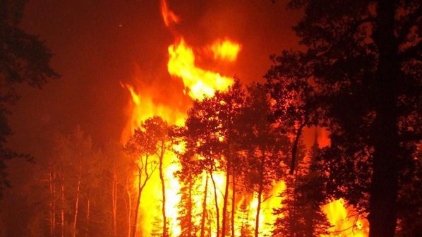 Пожар гори в иглолистна гора край Стара Загора