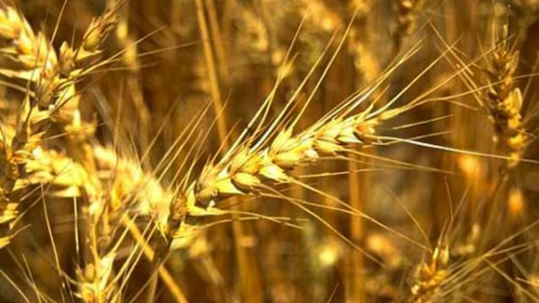 Бисер Чилингиров: Най-хубавото жито заминава за износ