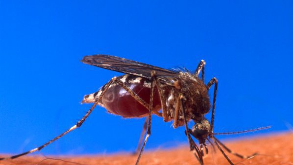 Огромен брой комари и мухи тормозят Смолян