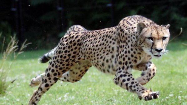 Гепард подобри световния си рекорд