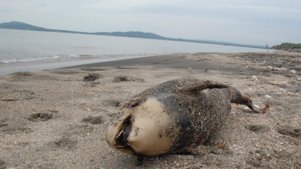 Морето изхвърли труп на делфин край Варна