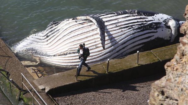 Огромен кит бе открит мъртъв в Сидни