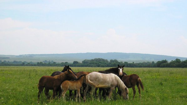 В Родопите се проведе изложение на каракачански коне