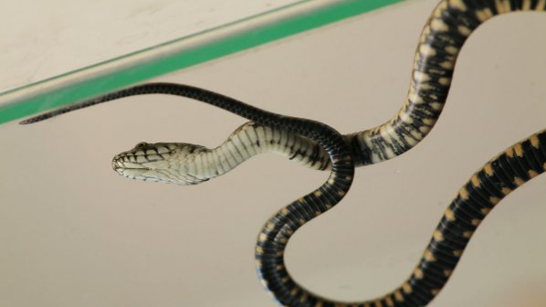 Змия причаква медици в Симитли