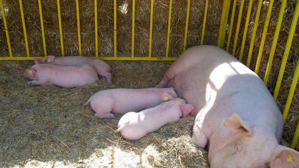 Обявиха опасност от свинска чума