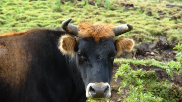 Родопска община продава бикове за разплод, няма крави