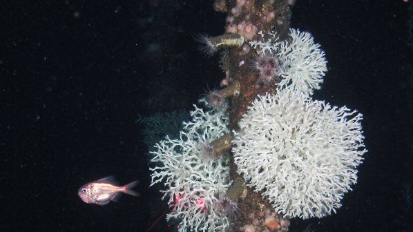 Откриха корали на рекордна дълбочина