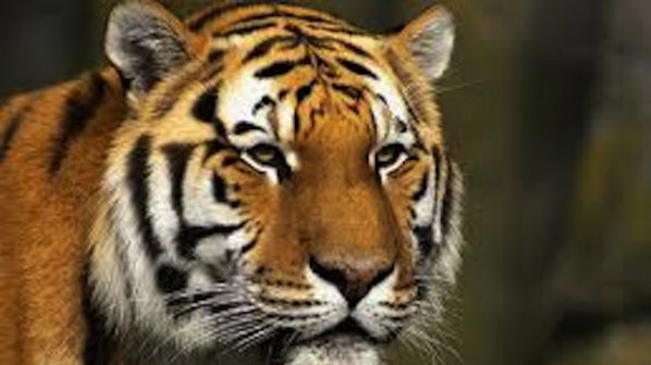 Оперираха тигрицата Шели от софийския зоопарк