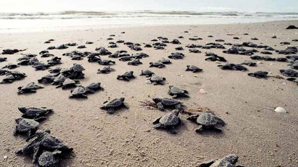 Земетресението в Салвадор унищожи 45 000 яйца на застрашени морски костенурки