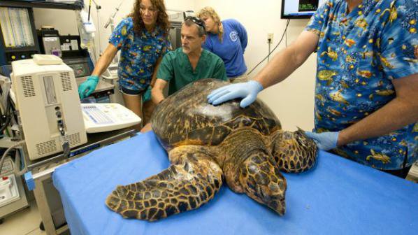 Ветеринари в САЩ се борят за живота на рядка морска костенурка