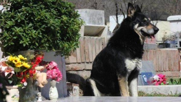 Вярно куче лежи на гроба на стопанинa си 6 години след смъртта му