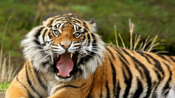 Тигър разкъса посетител в зоопарк