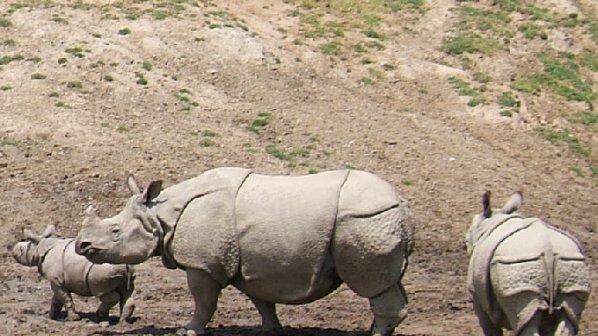 Бракониери преследват носорози в засегнатата от наводнения Североизточна Индия