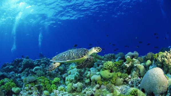 Бразилия изгубила 80% от кораловите си рифове