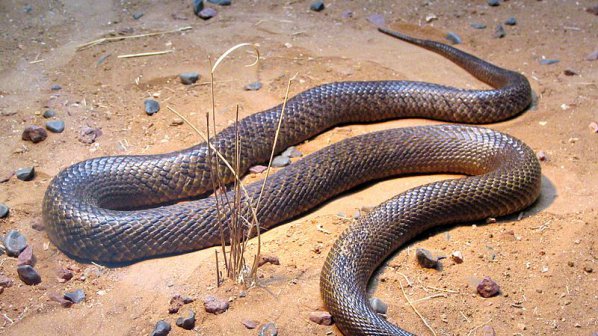 Младеж оцеля, след като бе нападнат от най-опасната змия в света