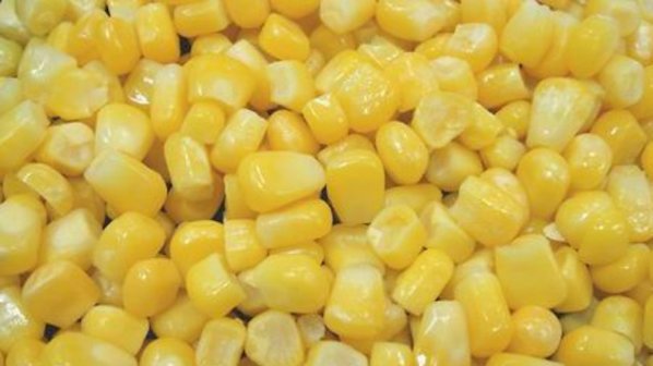 ЕС: Генномодифицираната царевица не причинява рак