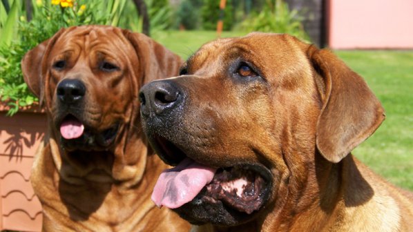 Измамници пускат обяви за осиновяване на кучета с импулсен телефон