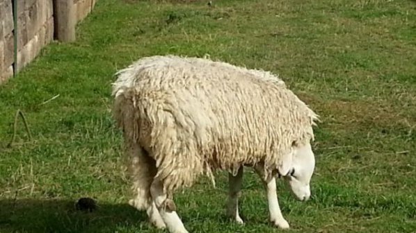 Овца с обърната глава e хит в Youtube (видео)