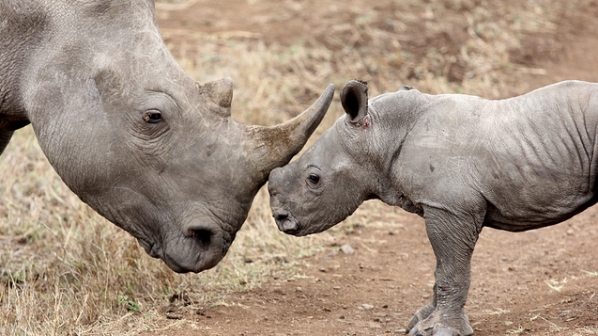 Увеличава се незаконният лов на носорози в ЮАР