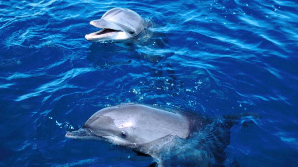 Украински делфини борят терористи