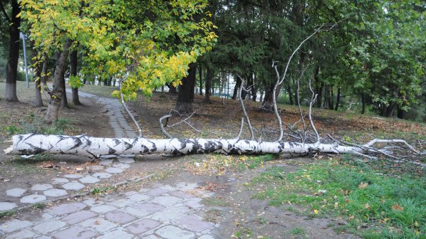 Дърво падна близо до детска площадка в София (снимки)
